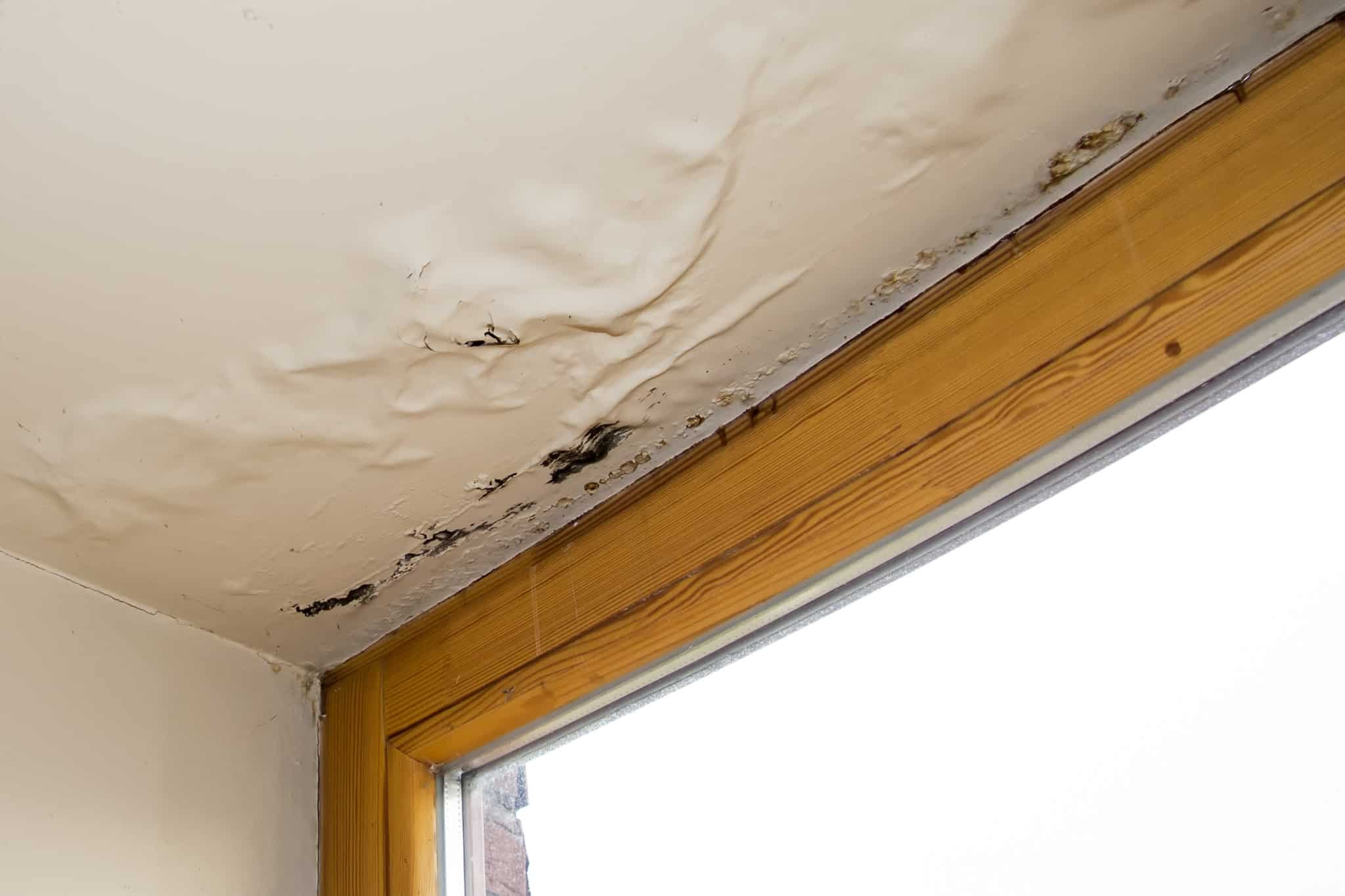 Mold remediation services by CleanMaster Services
